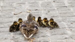 waterfowl-mallard-young-young-duck-159864-159864.jpg